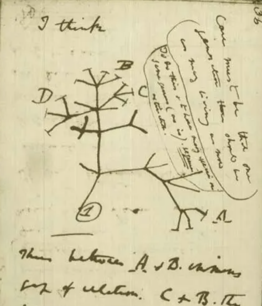 darwin's tree of life sketch - Care must be that one jensation there shp an mag living 234 So this have many them somes 4 is I think. D B The between A. &B. wens sofulation. CB.Th